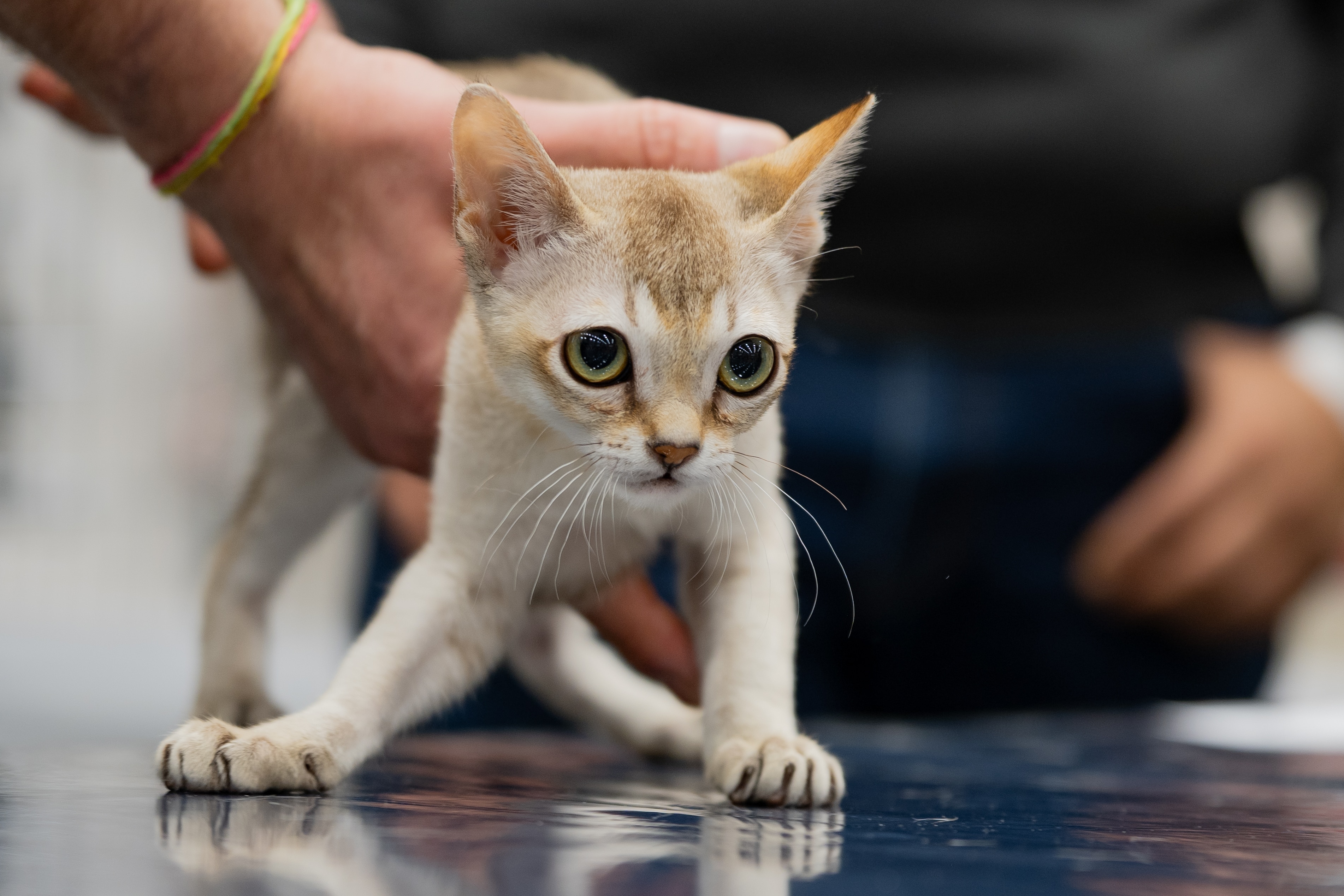 A small Singapura cat being handled on a cat show table.